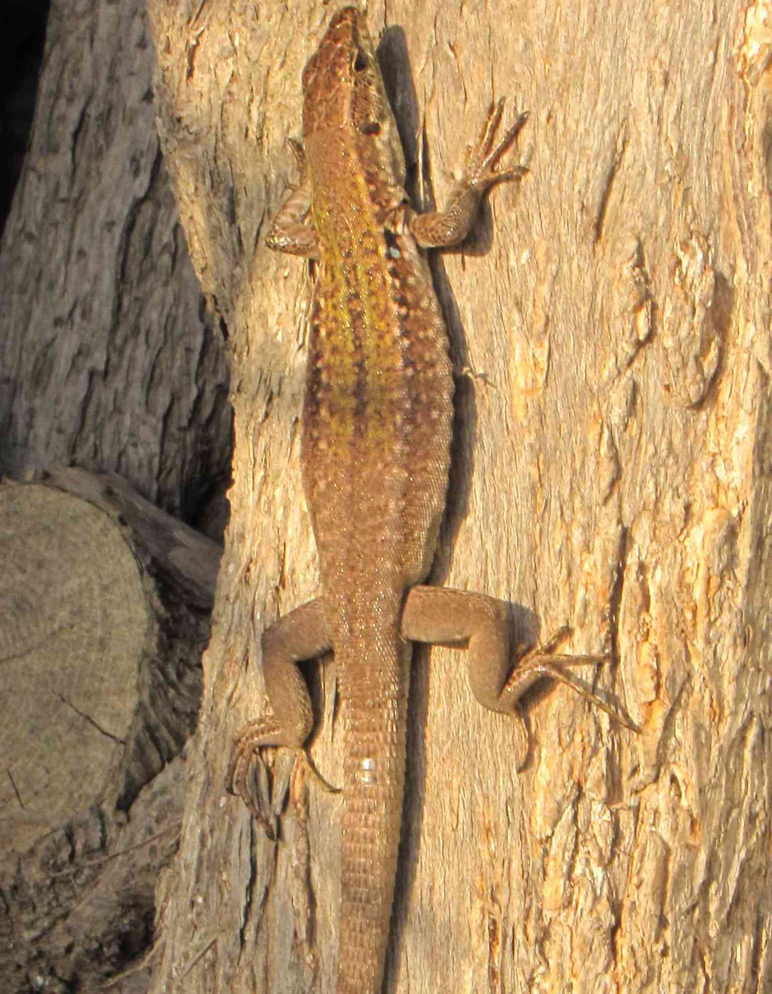 lucertola eolie - Podarcis siculus